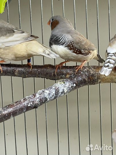 Зебровые амадины