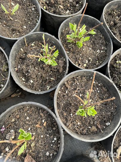 Гортензия саженцы