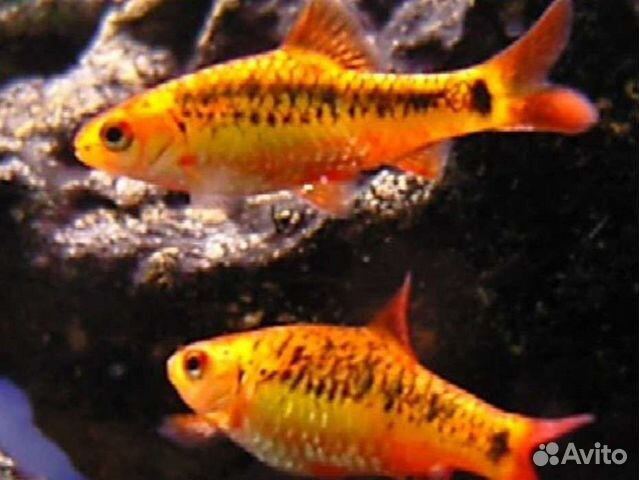 Барбусы шуберта - Аквариумные рыбки в ассортим