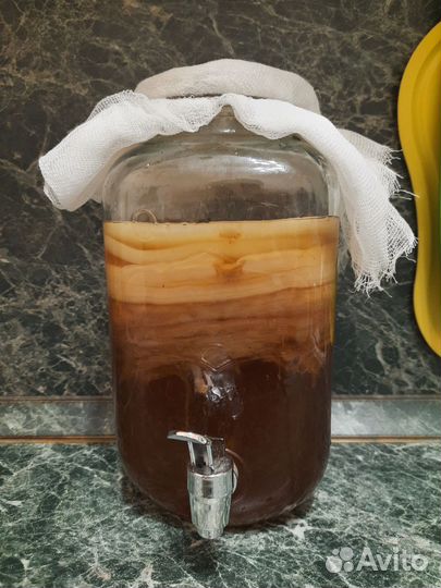 Чайный гриб