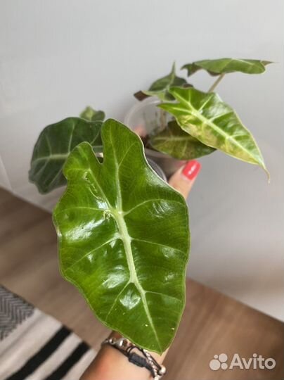 Алоказия полли