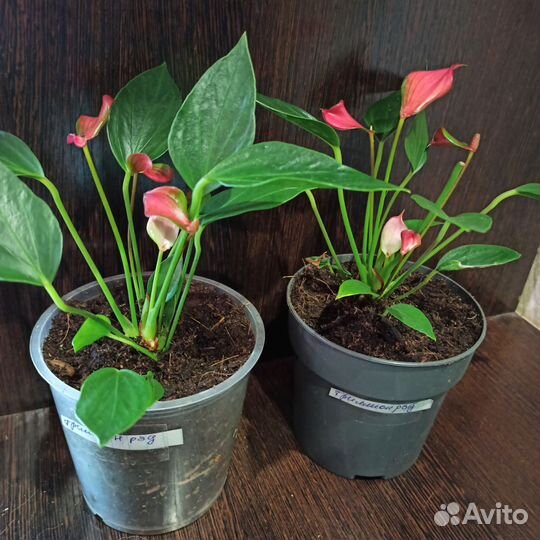 Антуриум мини