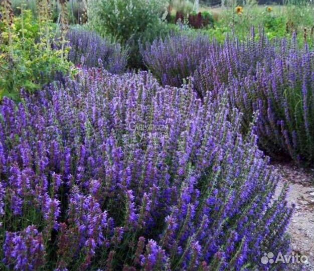 Иссоп декоративное лекарственное растение