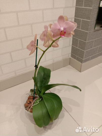 Орхидея фаленопсис