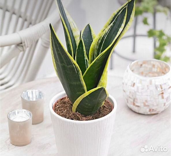 Сансевиерия