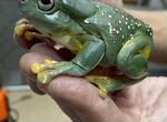 Древесные лягушки, жабы