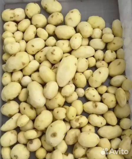 Картофелечистка Vega KPel Potato H500