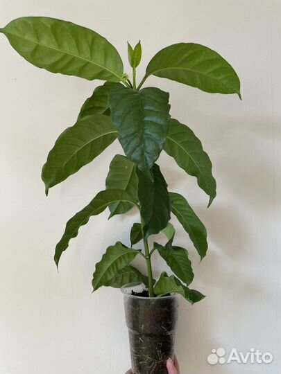 Хойя мультифлора