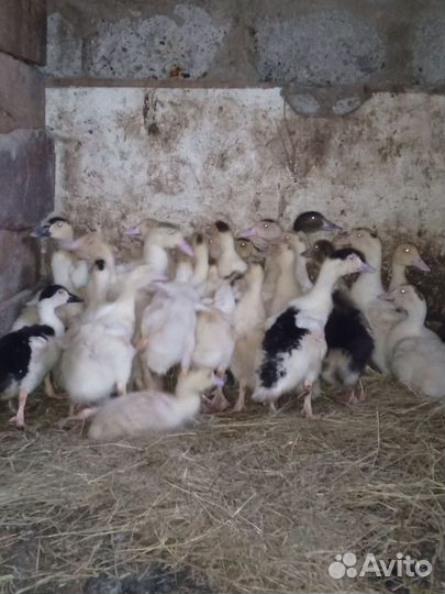 Утки муларды