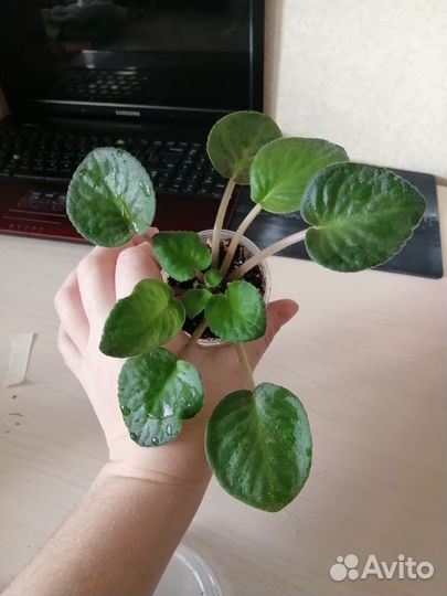 Детки сортовых фиалок