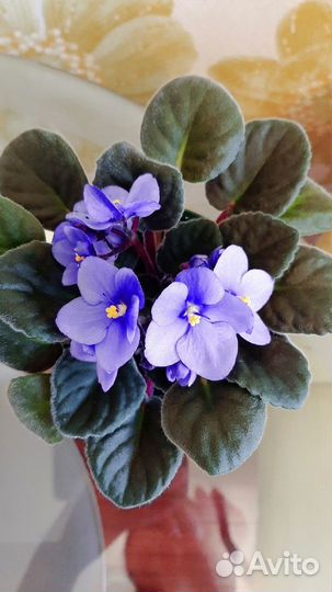 Монитоба фиалка