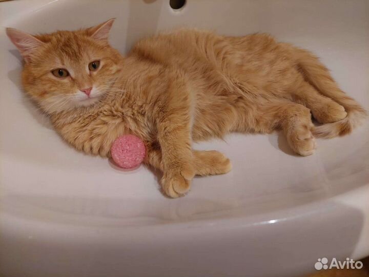 Рыжая красотка (из приюта)