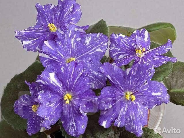 Фиалку сортовую продам