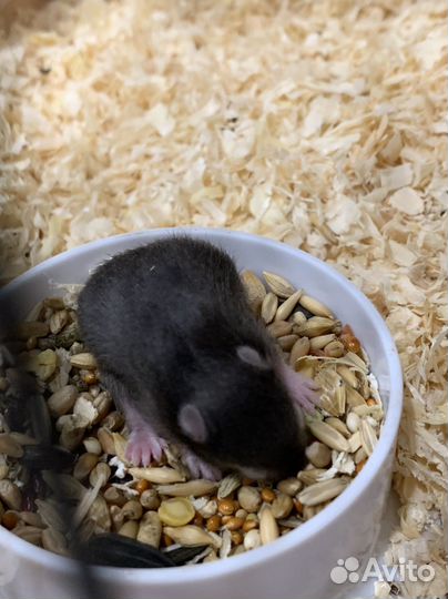 Сирийский хомяк малыш