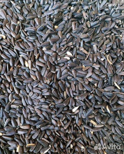 Семечка подсолнух подсолнечник спк масличка