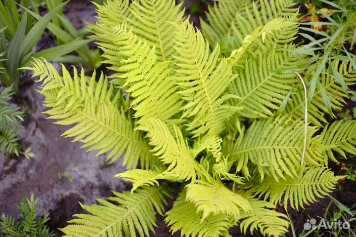 Папоротник