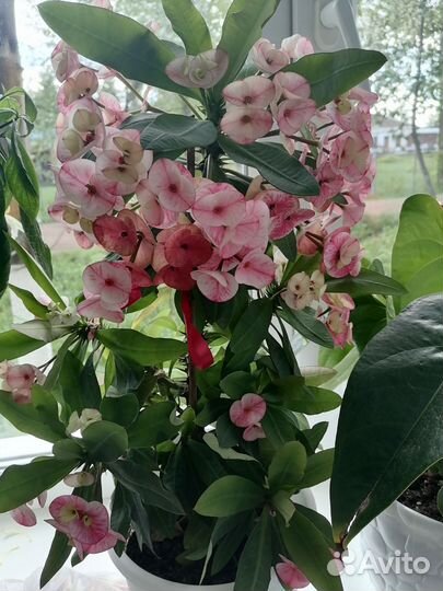 Молочай миля