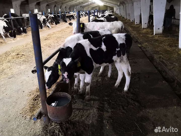 Телята. С собственной фермы