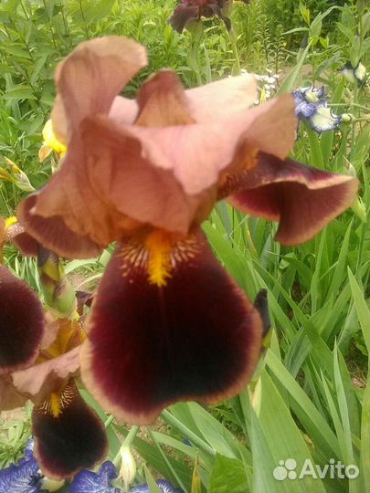 Ирисы бородатые