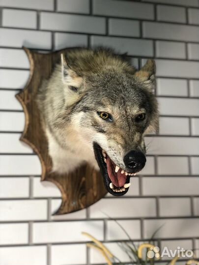 Чучело головы волка