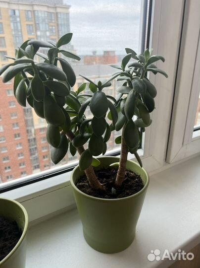 Денежное дерево (толстянка)