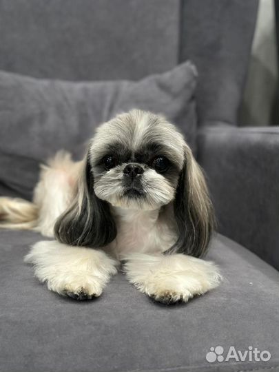 Модели на груминг