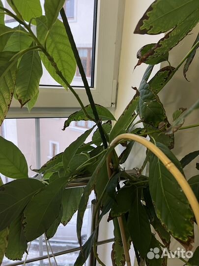 Домашние Растения в горшках: кактусы и авокадо