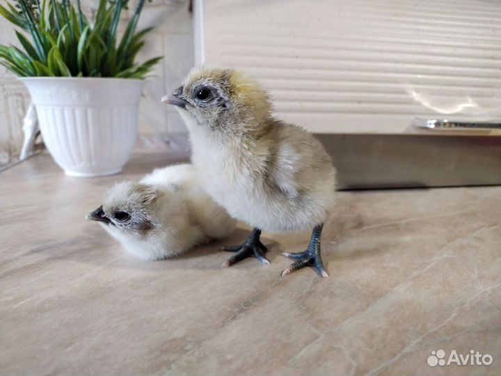 Цыплята суточные