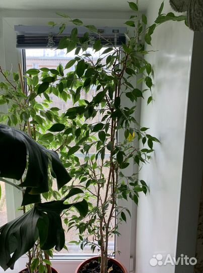 Фикусы монстера