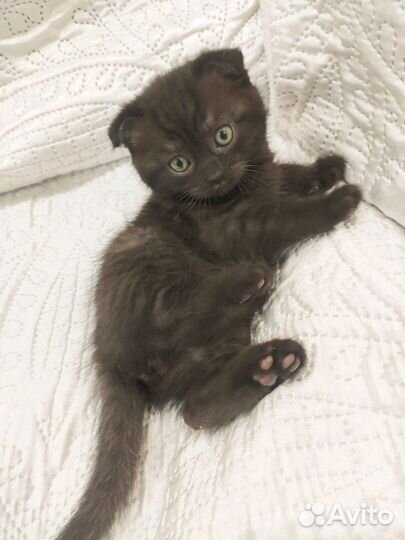 Котята Британские