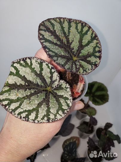 Бегония декоративно лиственная