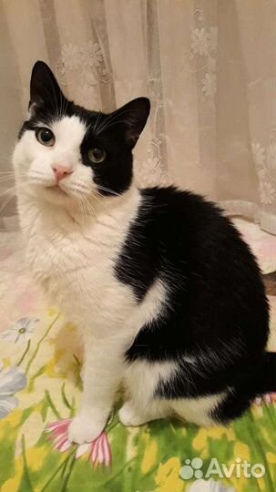 Котик Маркиз ищет дом