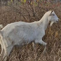 Коза дойная молочная