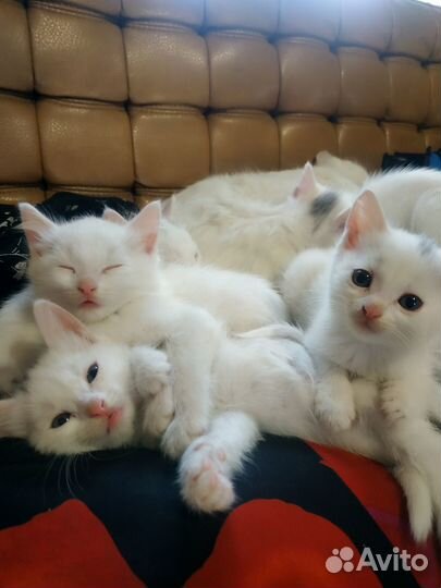 Котята турецкой ангоры