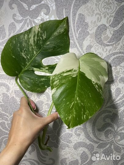 Монстера альба