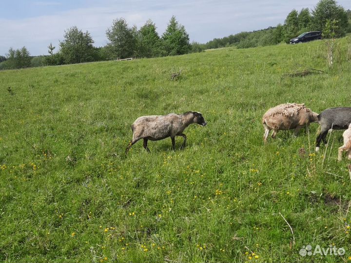 Барашки и овцы романовские/дорпер