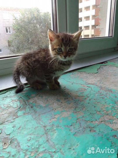 Котенок в добрые руки
