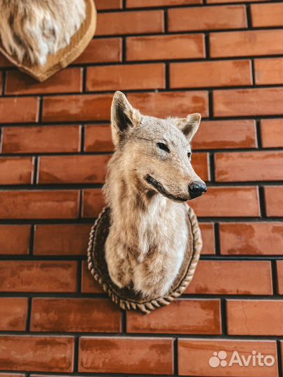 Чучела животных