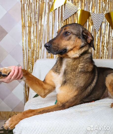 Август ищет семью