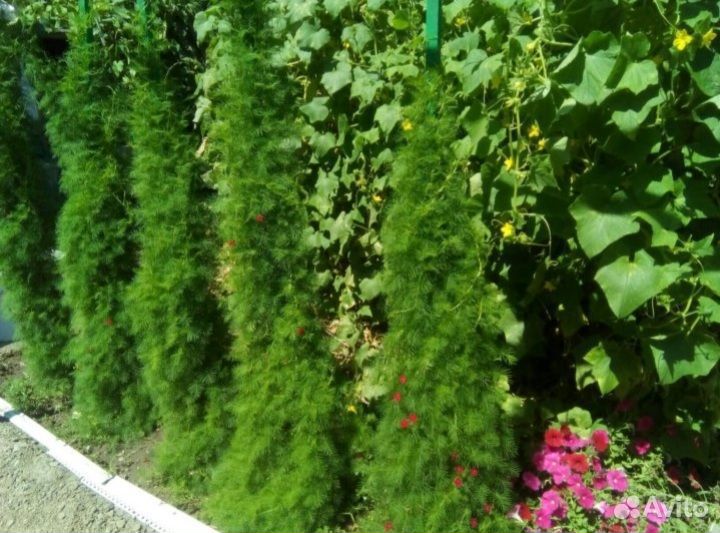 Семена плетущихся растений