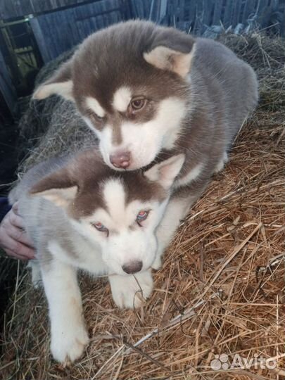 Сибирский хаски