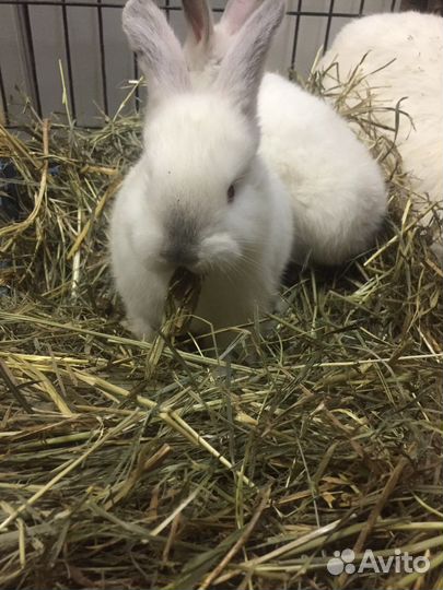 Кролики мясных пород