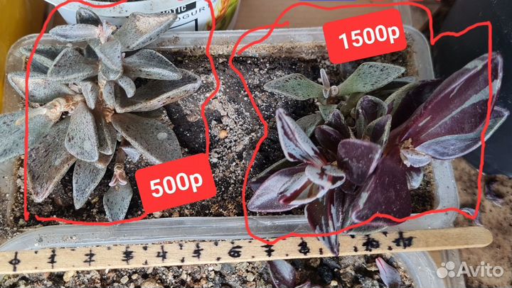 Ленофиллум