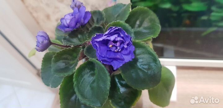 Фиалка бесплатно