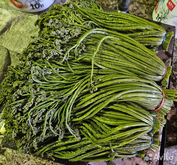 Продаю солёный Папоротник 