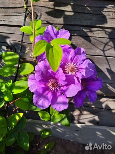 Многолетние цветы