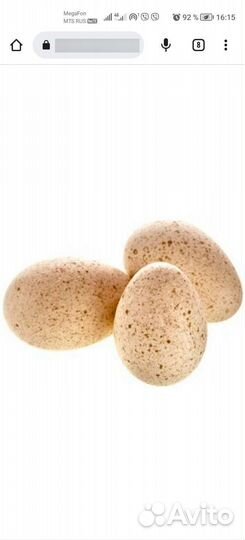 Инкубационное яйцо