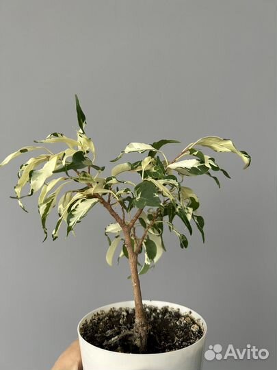 Фикус Керли