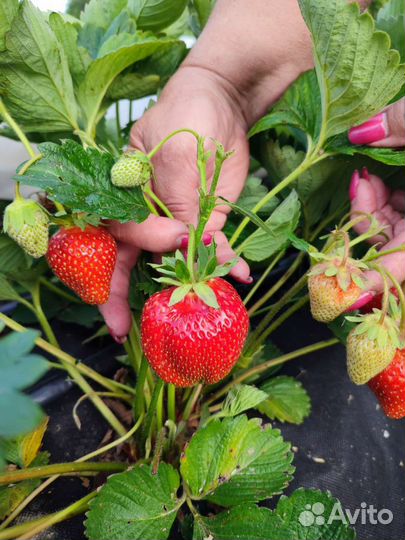 Рассада ремонтантной клубники