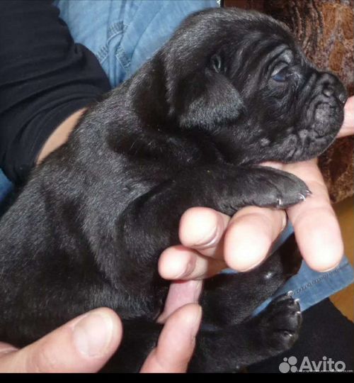 Щенки кане Корсо